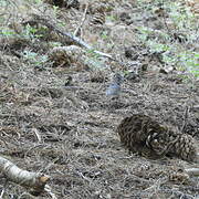 Thick-billed Fox Sparrow