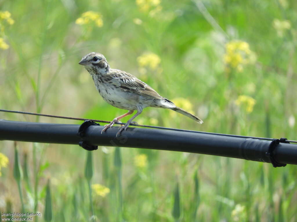 Bruant à joues marronjuvénile, identification