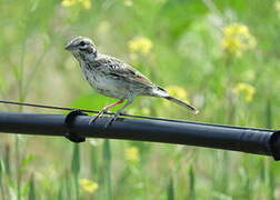 Lark Sparrow