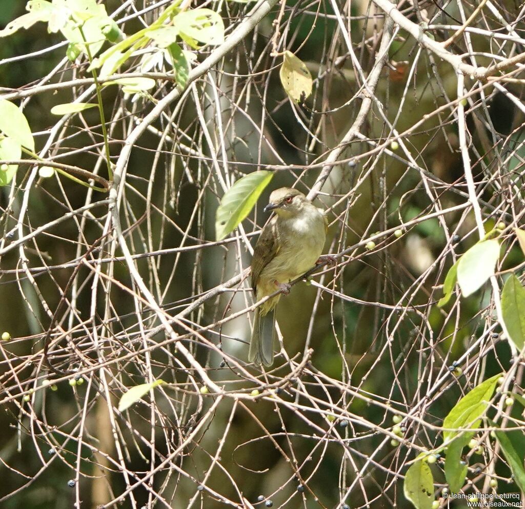 Asian Red-eyed Bulbul