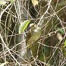 Bulbul aux yeux rouges
