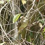 Bulbul aux yeux rouges