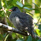 Bulbul de Maurice
