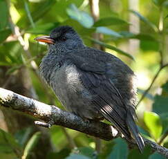 Bulbul de Maurice