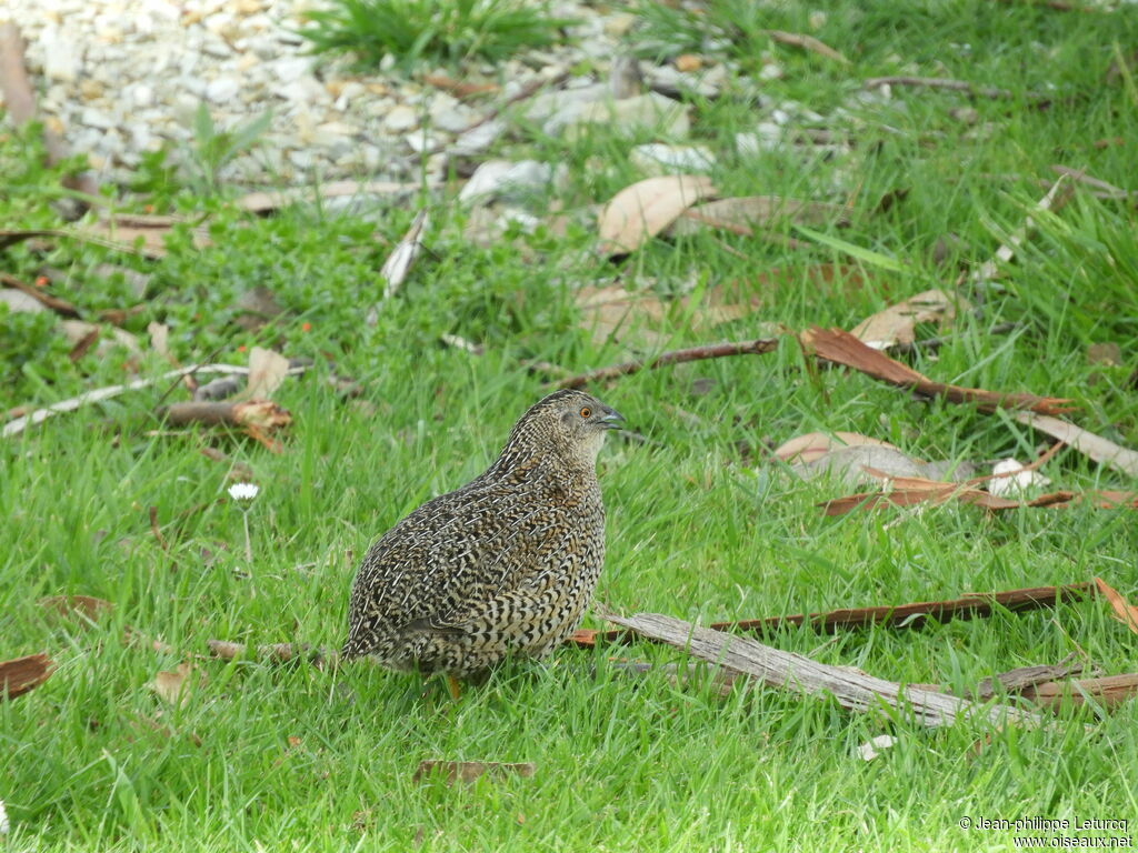 Brown Quail