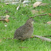 Brown Quail