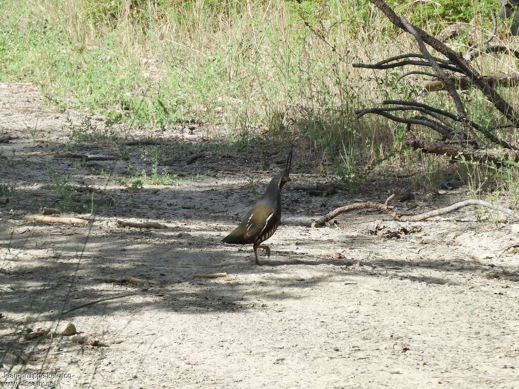 Mountain Quail