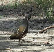 Mountain Quail