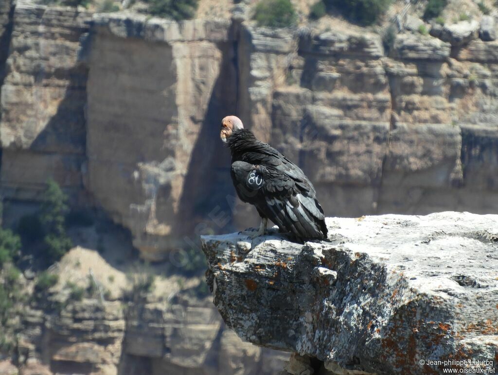 Condor de Californie