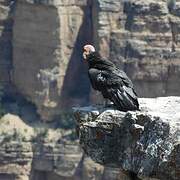 California Condor