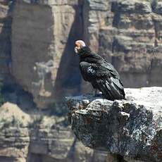 Condor de Californie