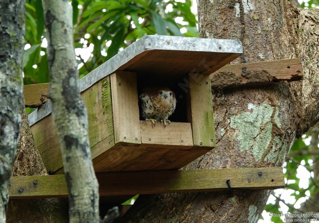 Mauritius Kestrel