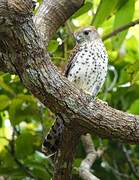 Mauritius Kestrel