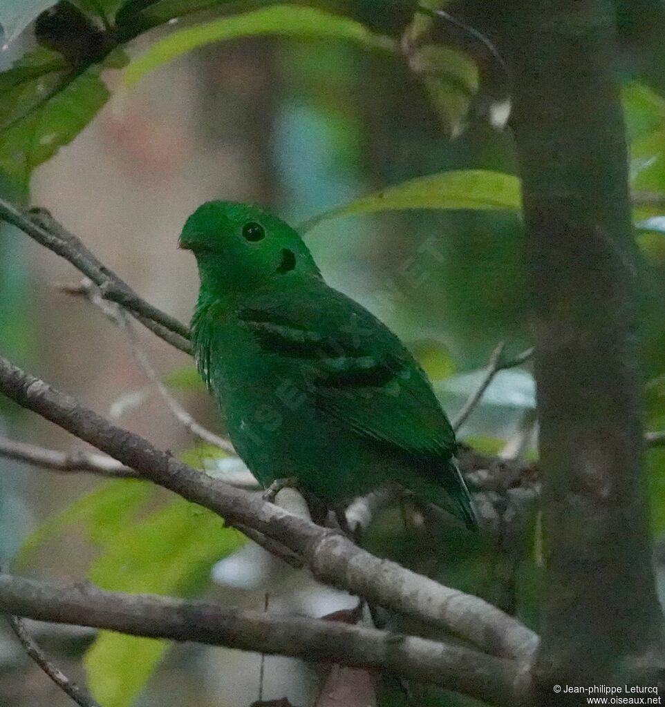 Green Broadbill