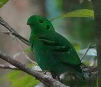 Green Broadbill