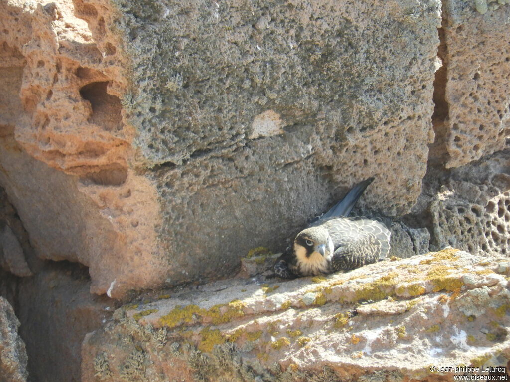 Eleonora's Falconjuvenile