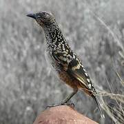 Western Bowerbird