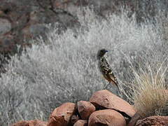 Western Bowerbird