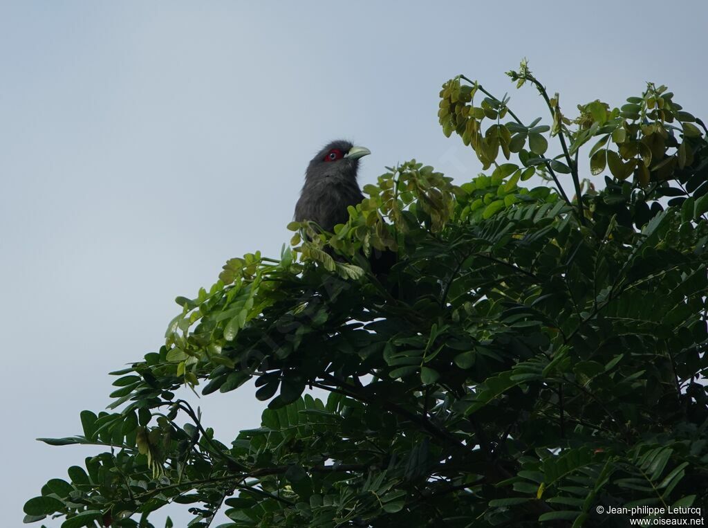 Black-bellied Malkoha