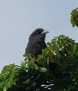 Black-bellied Malkoha