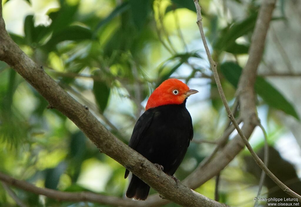 Red-capped Manakin