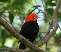 Red-capped Manakin