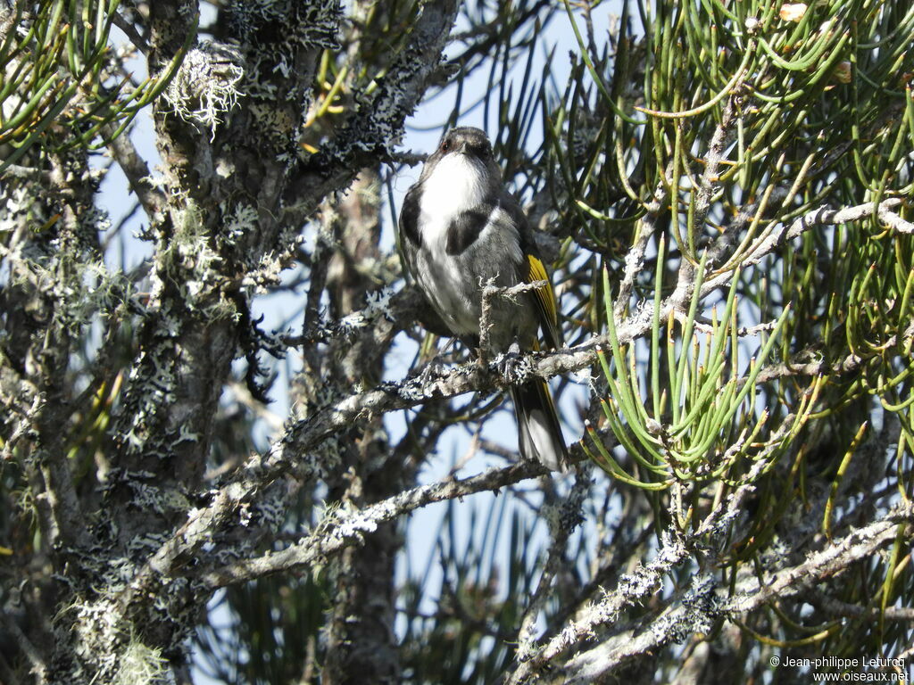 Crescent Honeyeater