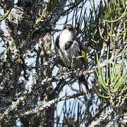 Crescent Honeyeater