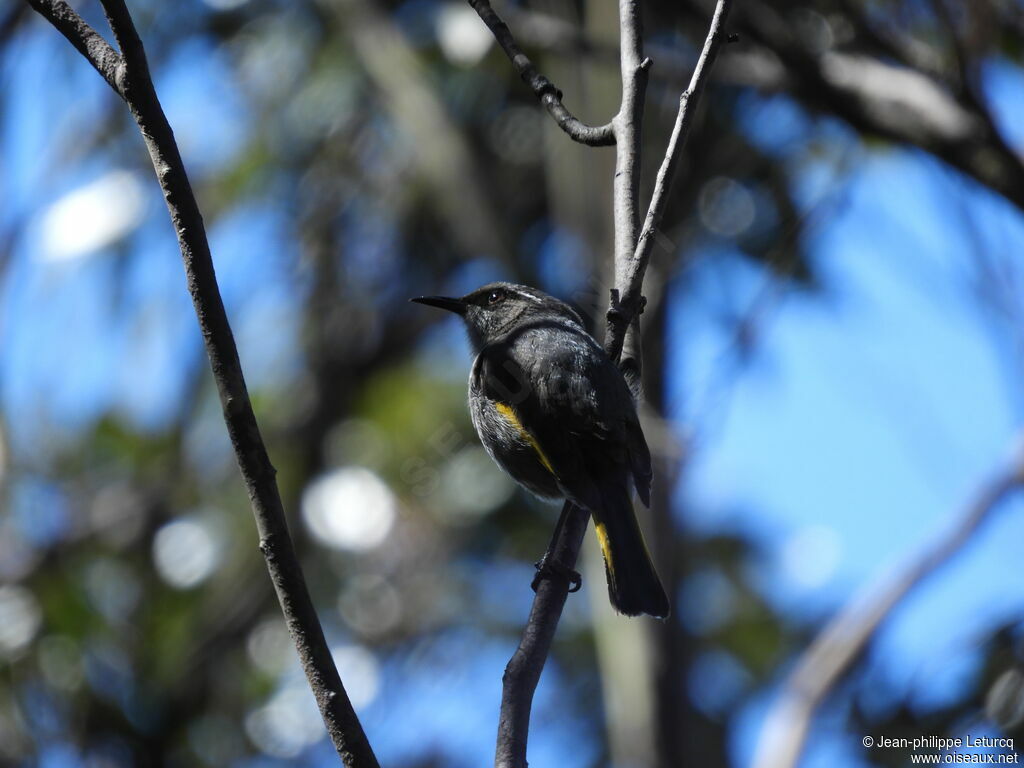 Crescent Honeyeater