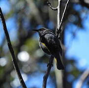 Crescent Honeyeater