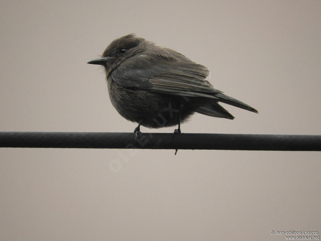 Vermilion Flycatcher