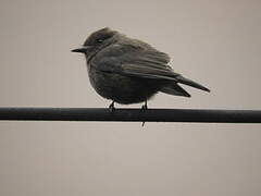 Vermilion Flycatcher