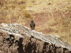 Rufous-webbed Bush Tyrant