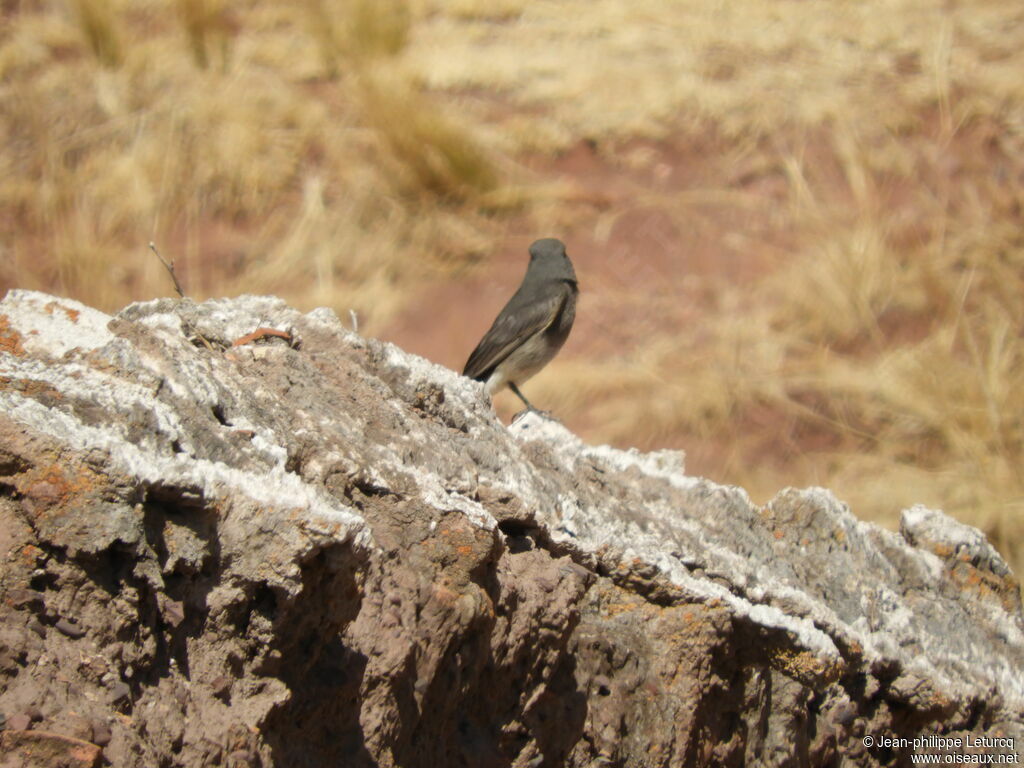 Rufous-webbed Bush Tyrant