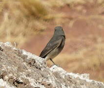 Rufous-webbed Bush Tyrant