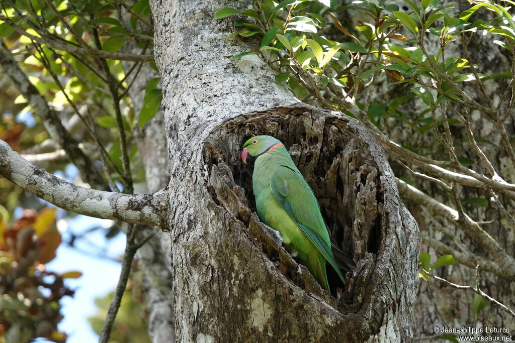 Perruche de Maurice