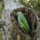 Perruche de Maurice