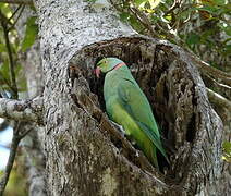 Echo Parakeet