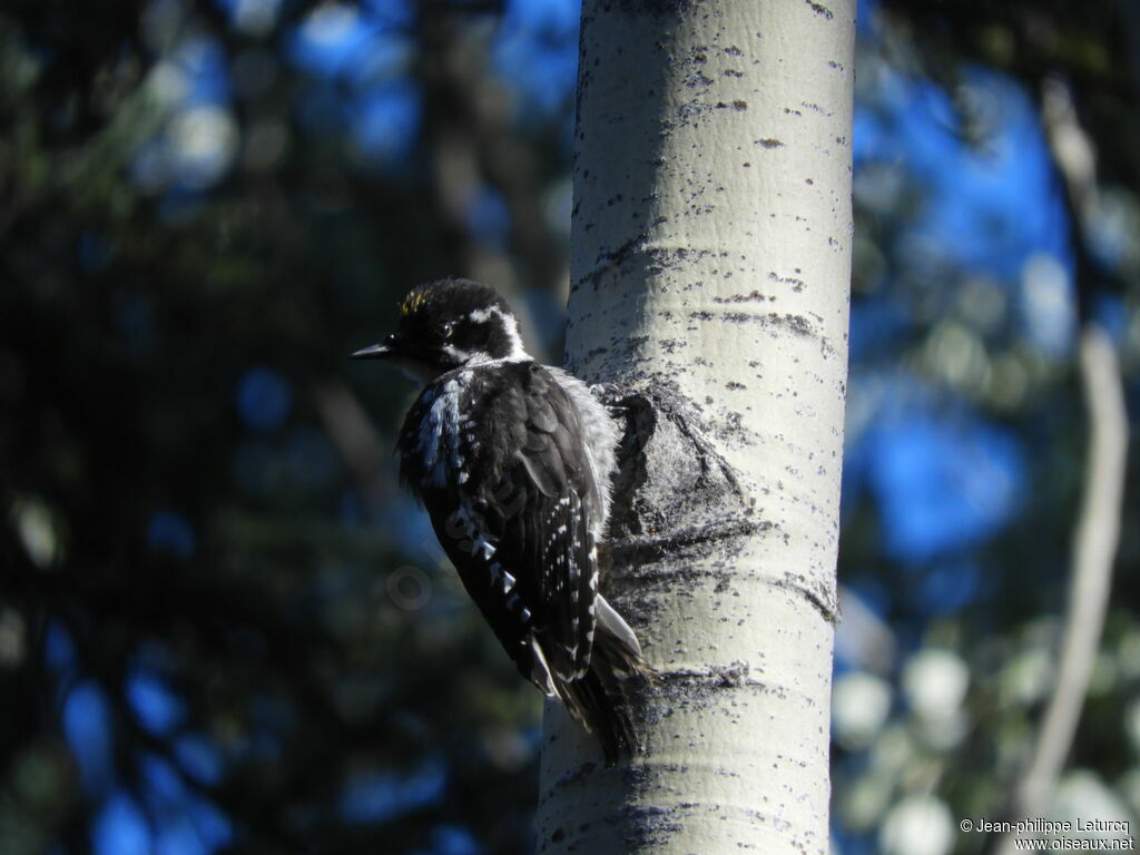 American Three-toed Woodpeckerimmature