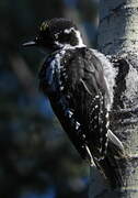 American Three-toed Woodpecker