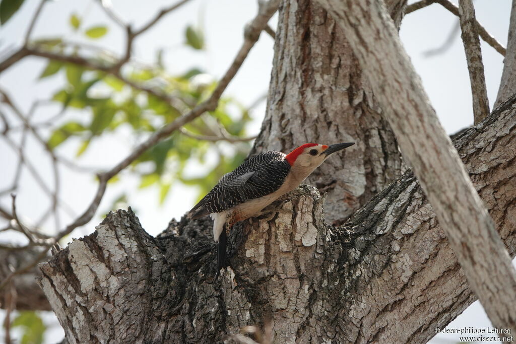 Velasquez's Woodpecker