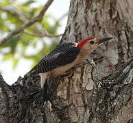 Velasquez's Woodpecker