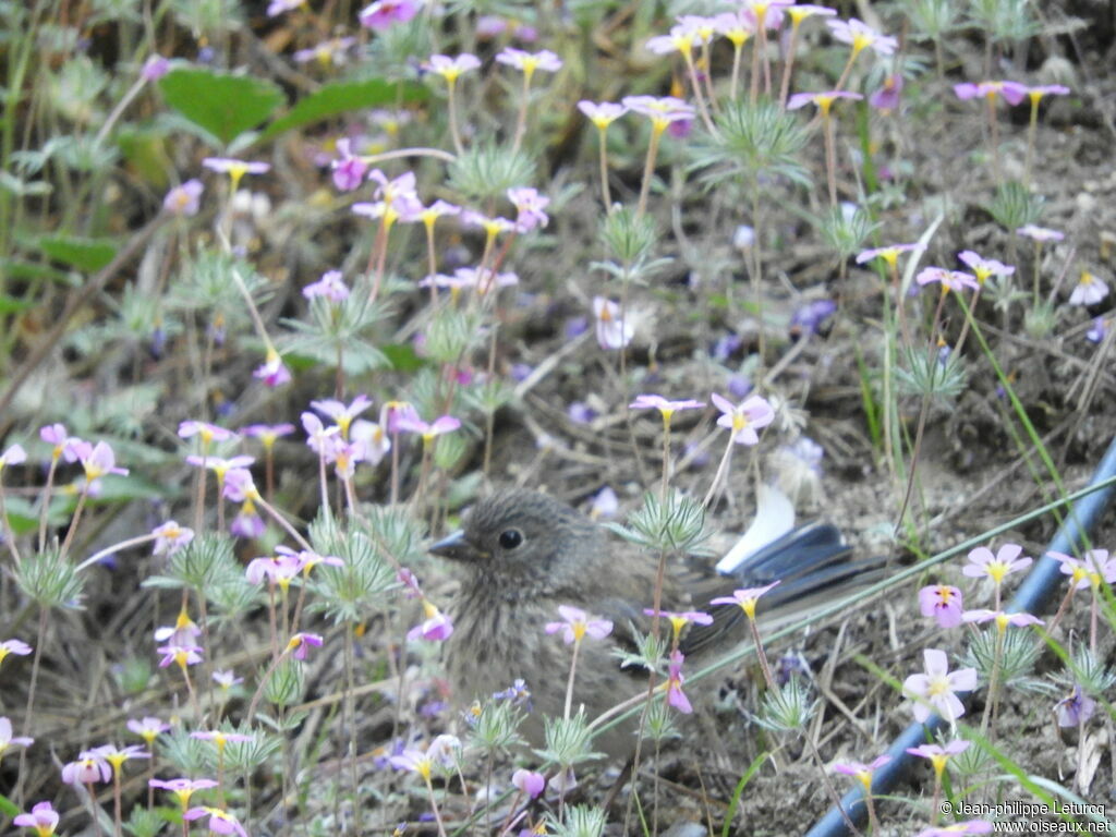 Cassin's Finch