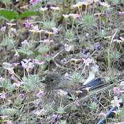 Cassin's Finch