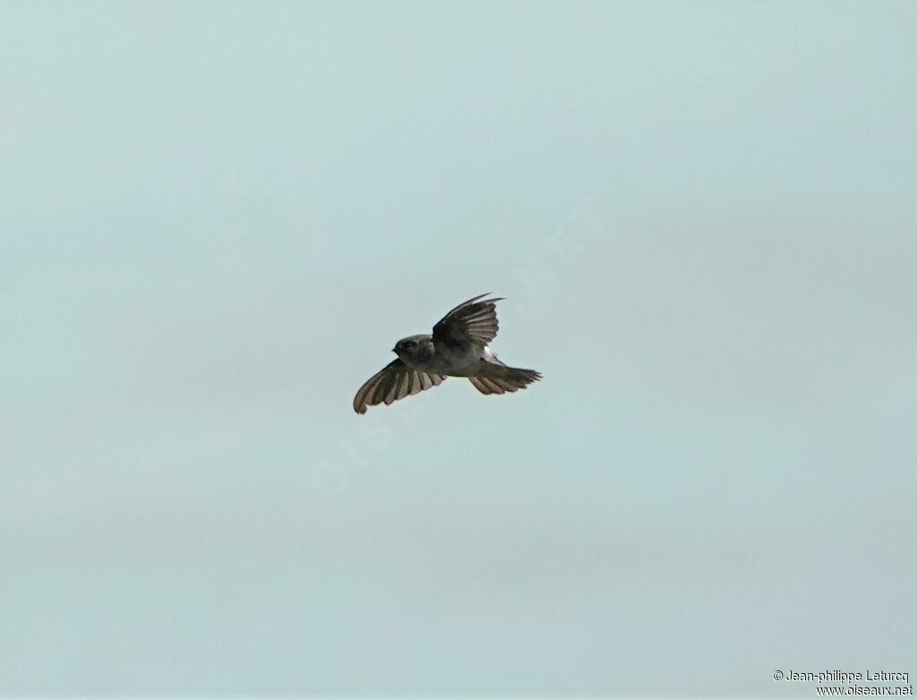 Mascarene Swiftlet