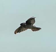 Mascarene Swiftlet