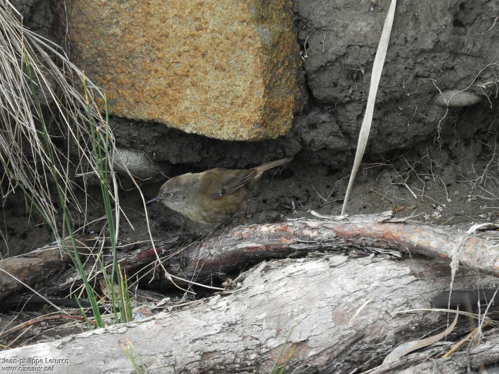 Tasmanian Scrubwren