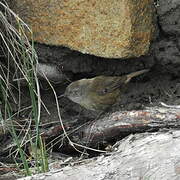 Tasmanian Scrubwren