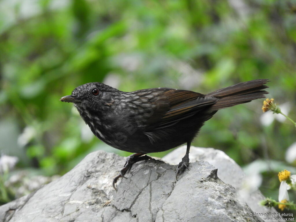 Annam Limestone Babbler