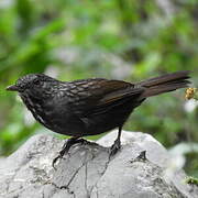 Annam Limestone Babbler